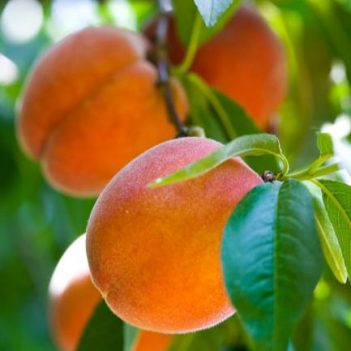 PEACHES PEACHES