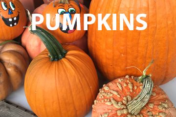 pumpkinswebsite