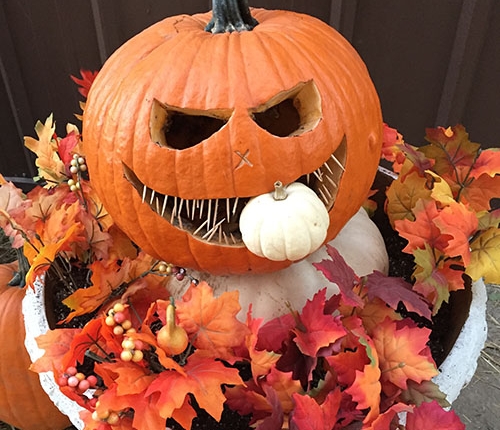 Pumpkins/Halloween - Heartland Farms Waterloo